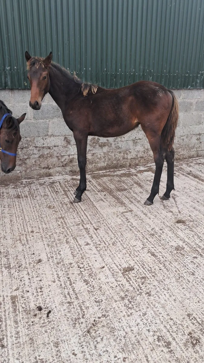 Mare and foal - Image 2