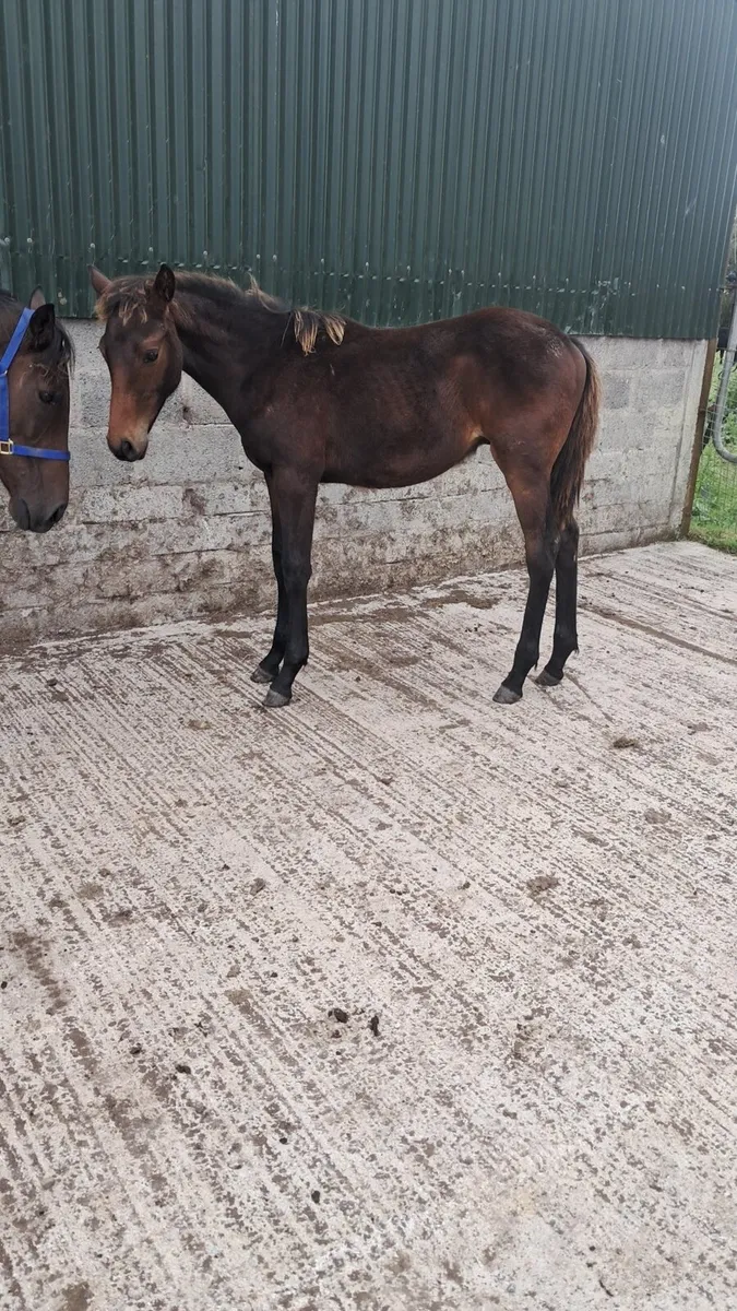 Mare and foal - Image 3
