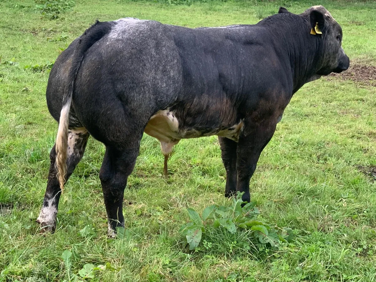 Weanling Bull - Image 3