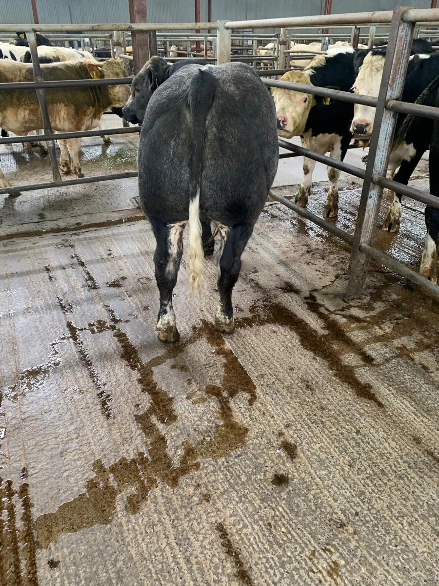 Weanling Bull - Image 4
