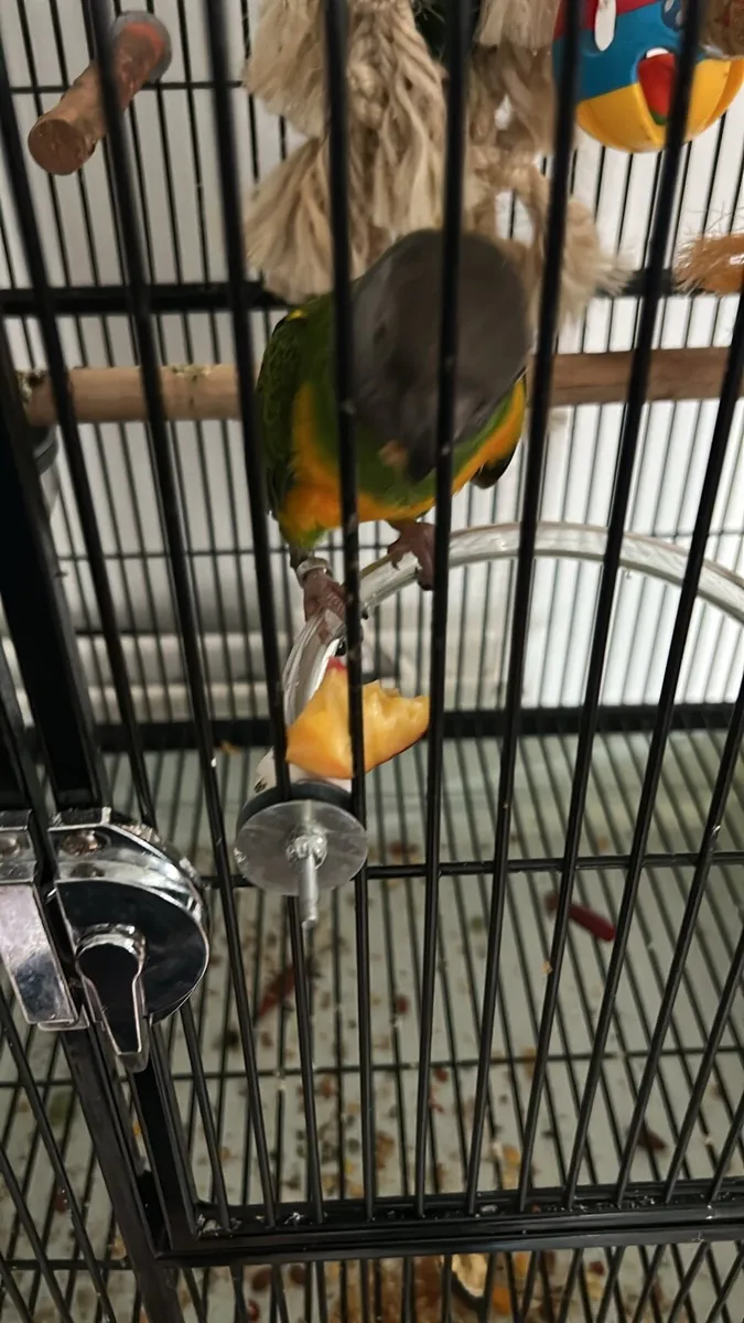 Senegal Parrot pet - Image 1