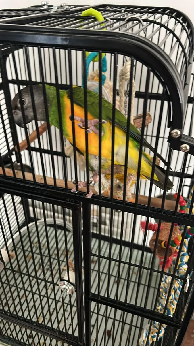 Senegal Parrot pet - Image 2