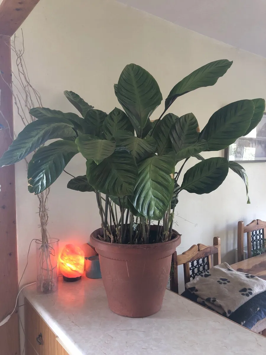 Calathea plant - Image 1