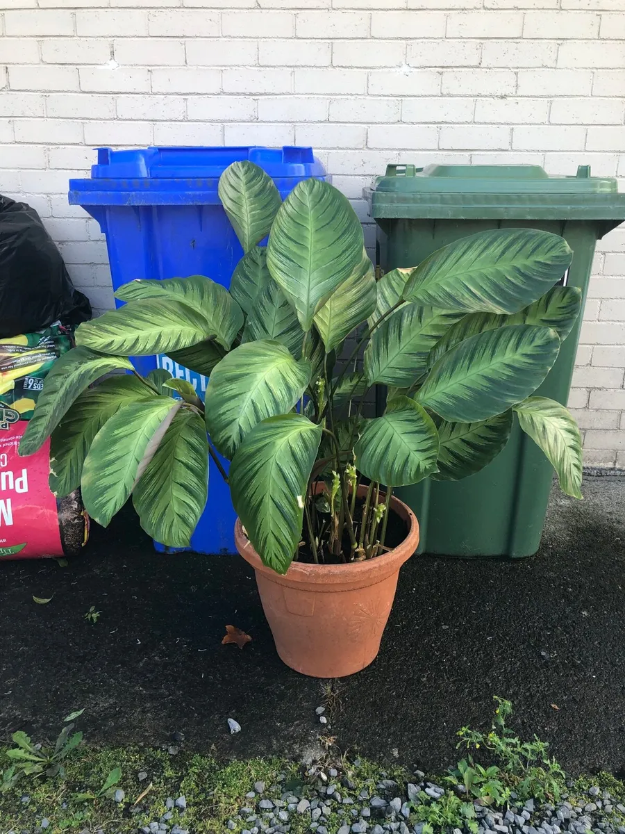 Calathea plant - Image 2