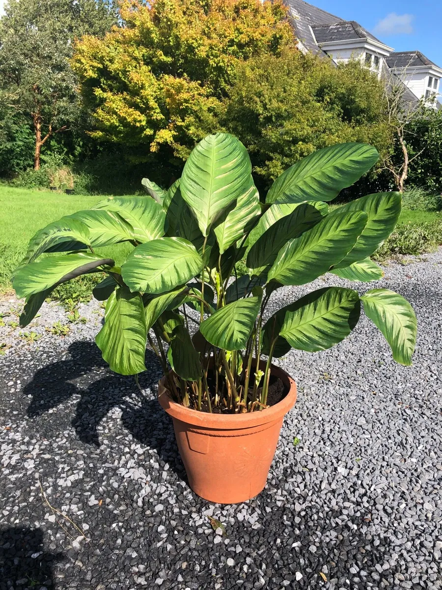 Calathea plant - Image 3
