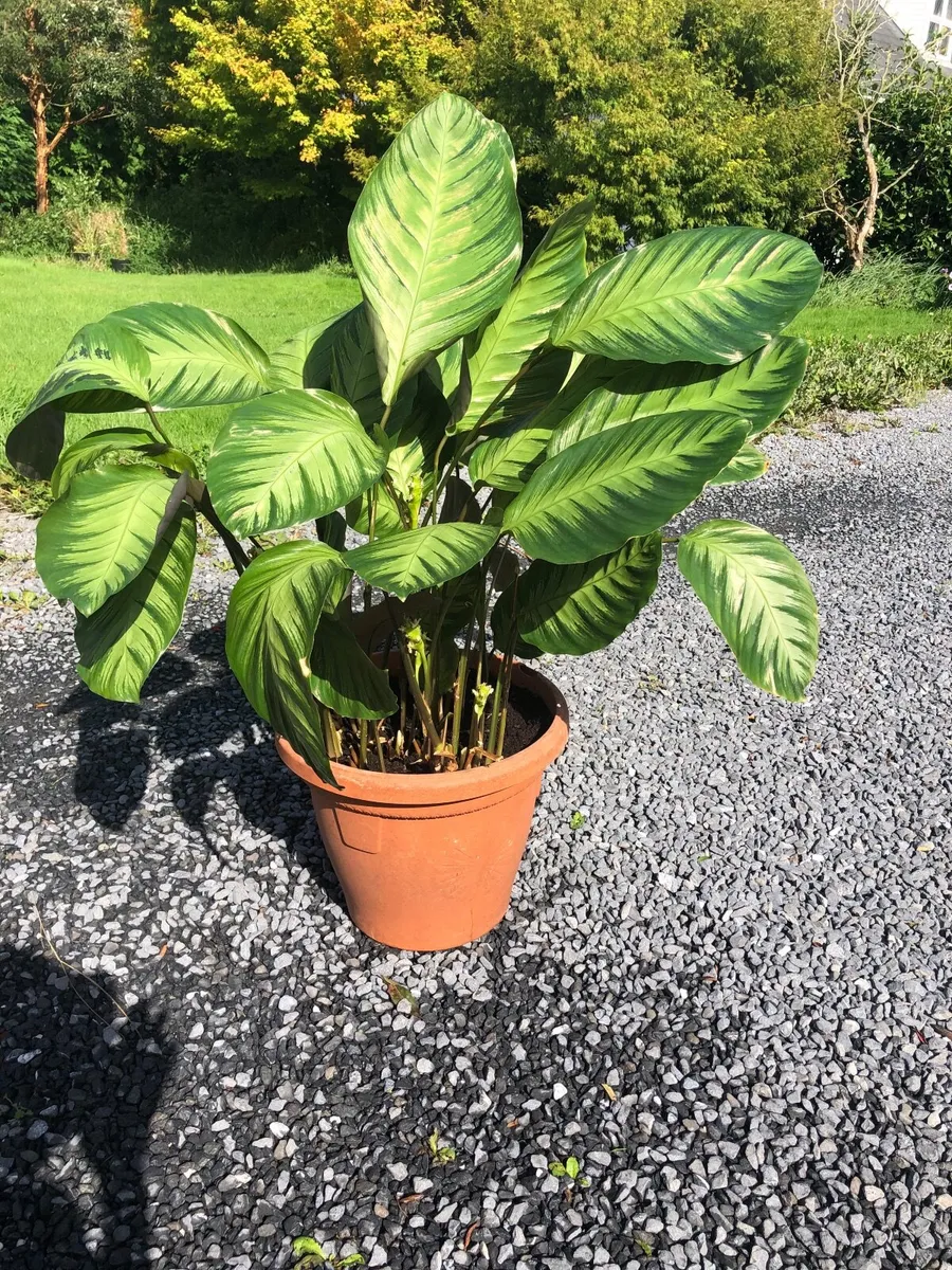 Calathea plant - Image 4