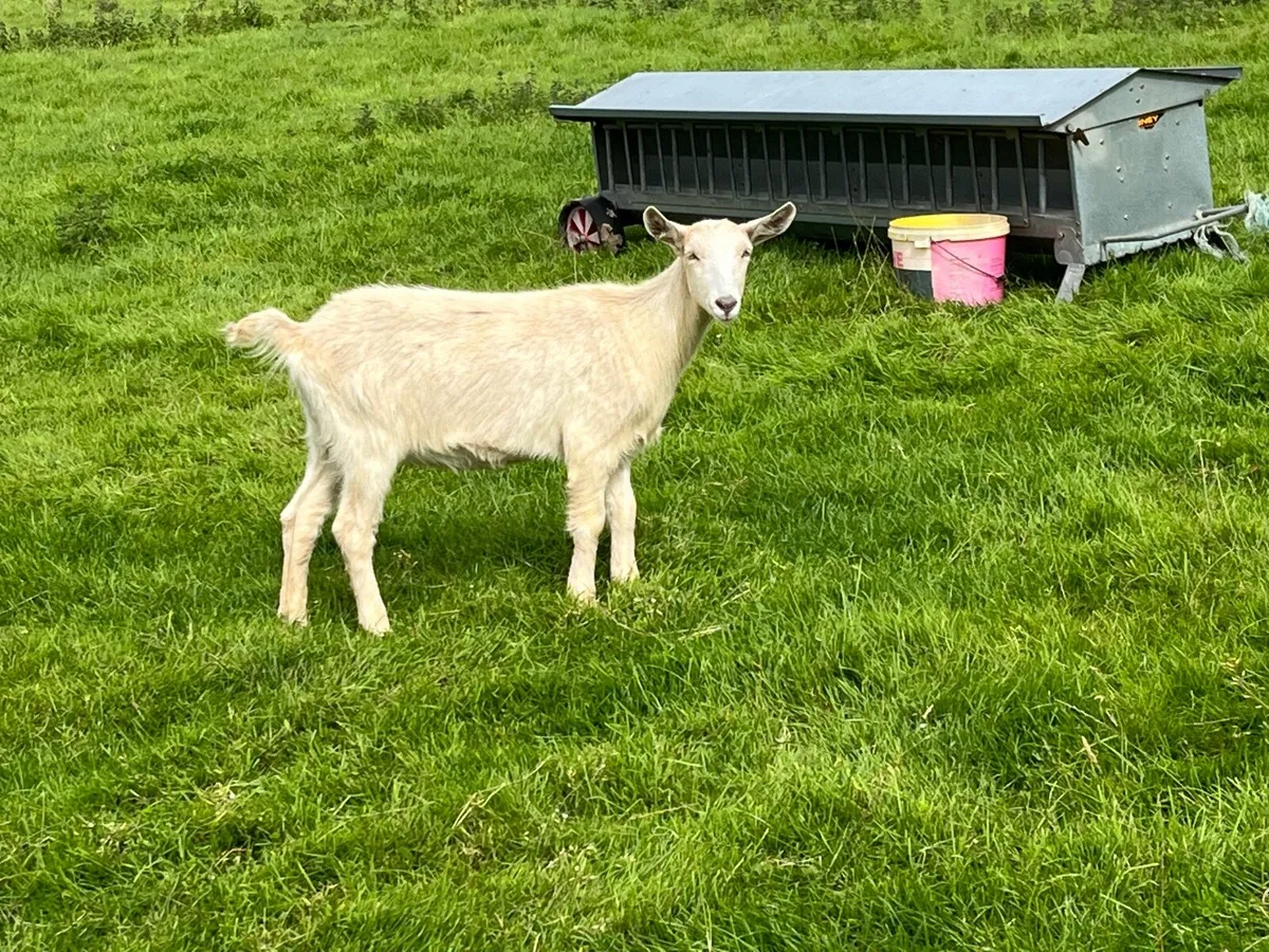 Goats - Image 1