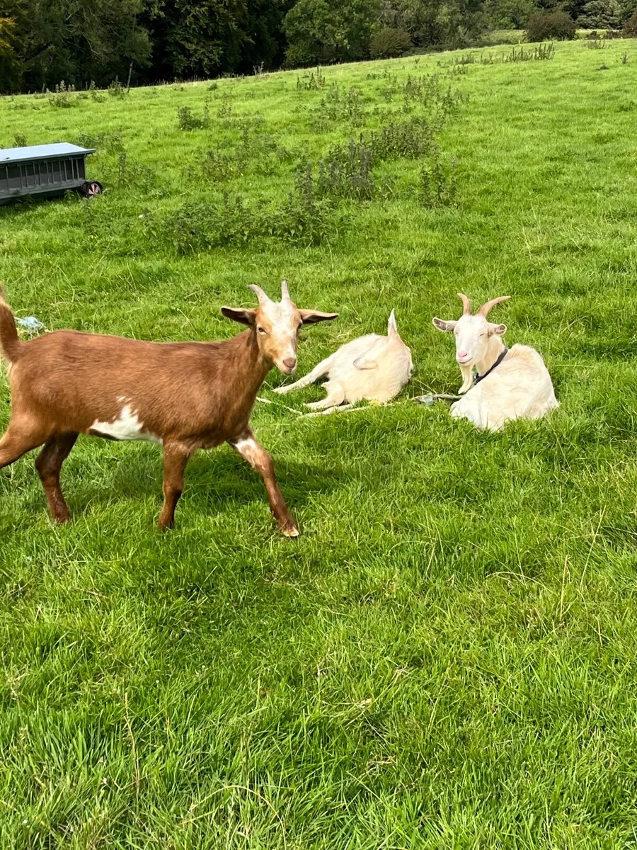 Goats - Image 2