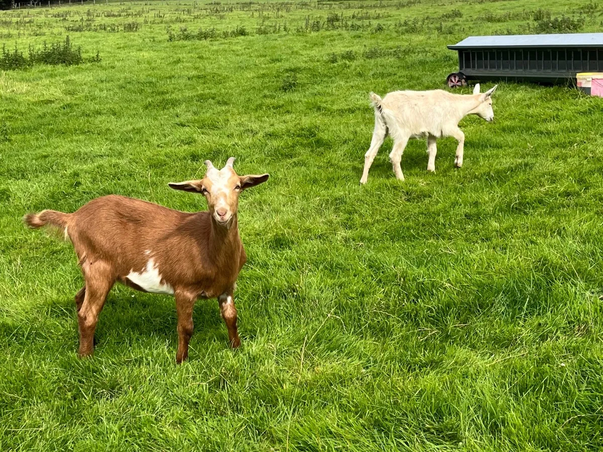 Goats - Image 3