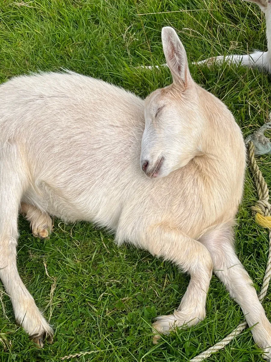 Goats - Image 4