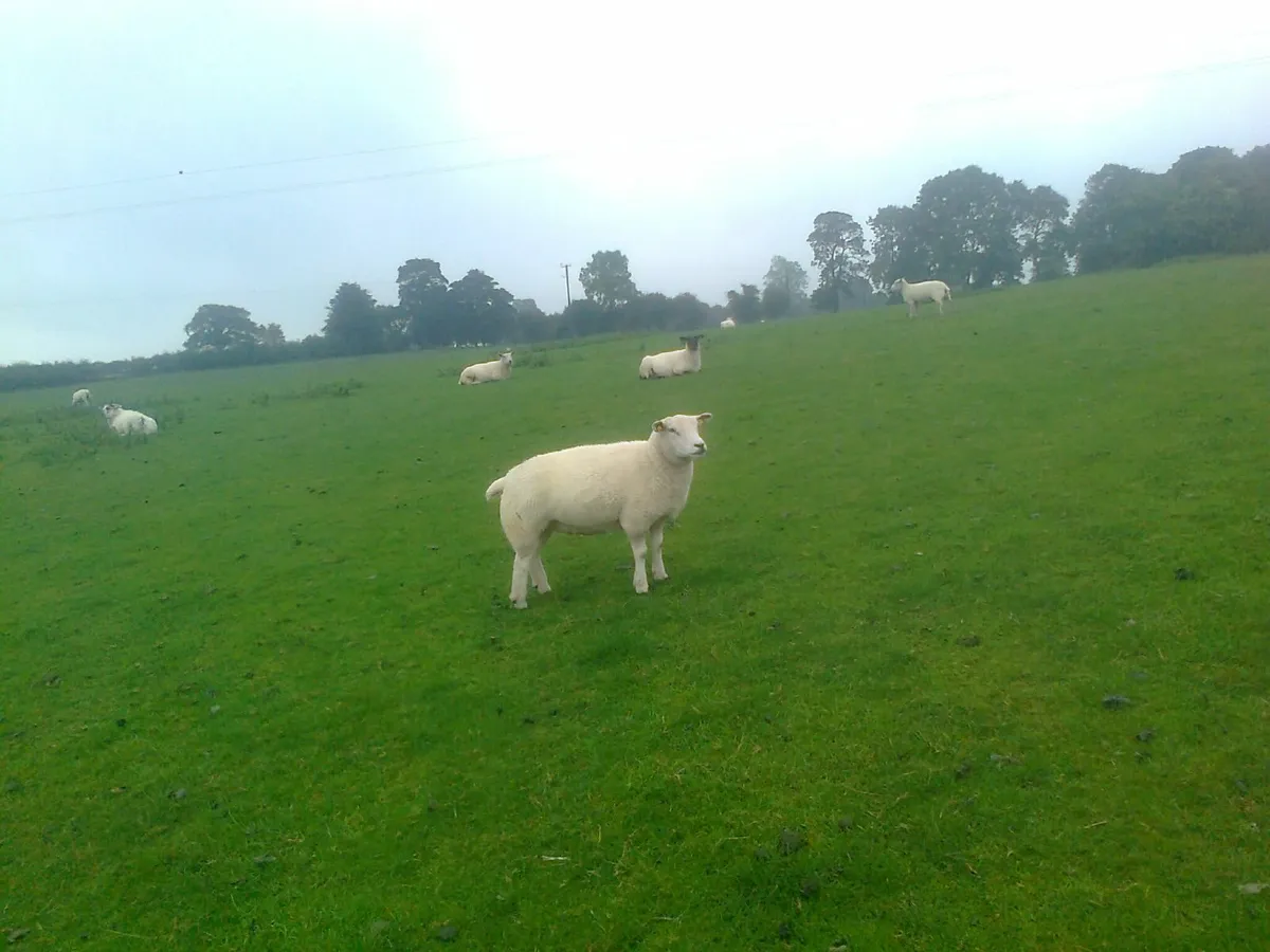 livestock - Image 1