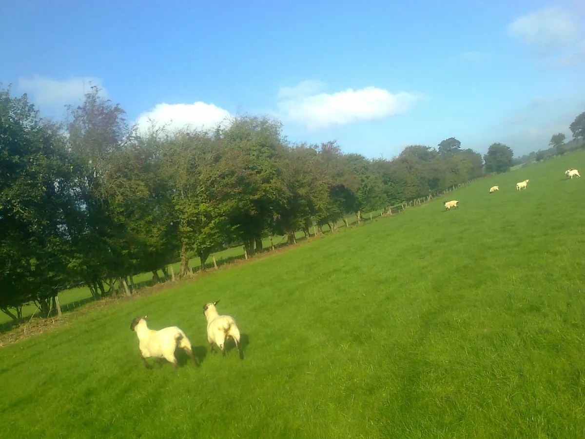 livestock - Image 2