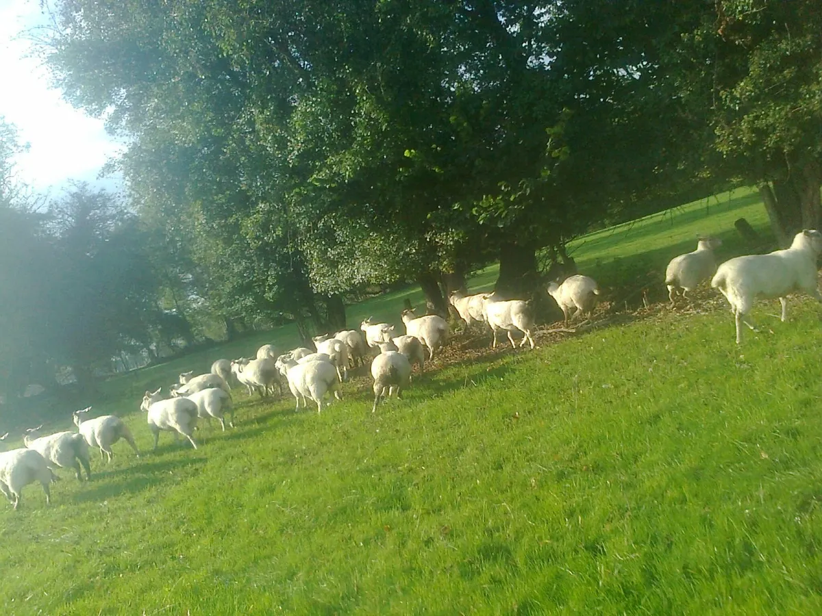 livestock - Image 3