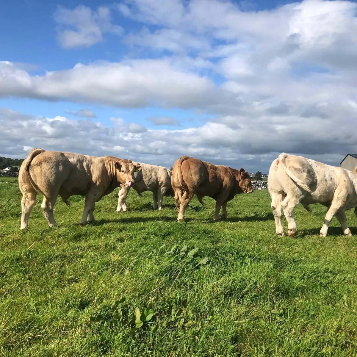 CHAROLAIS SALE FRIDAY 5TH SEPTEMBER - Image 1