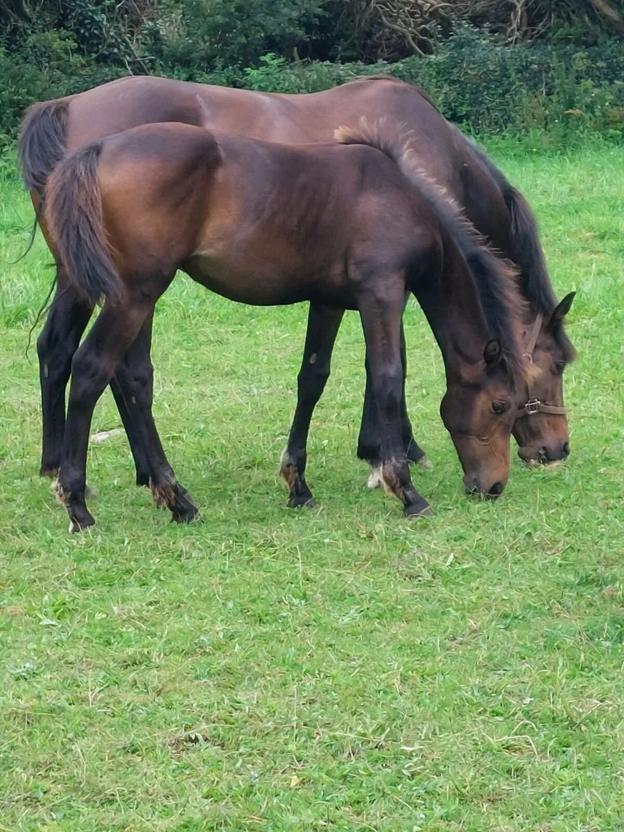 Creavagh Ferro Filly Foal - Image 1