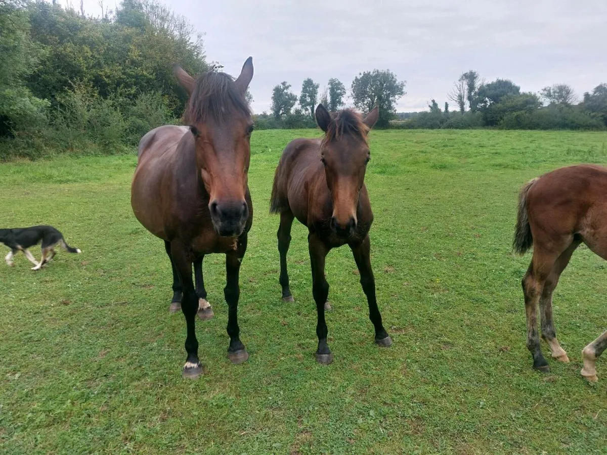 Creavagh Ferro Filly Foal - Image 3