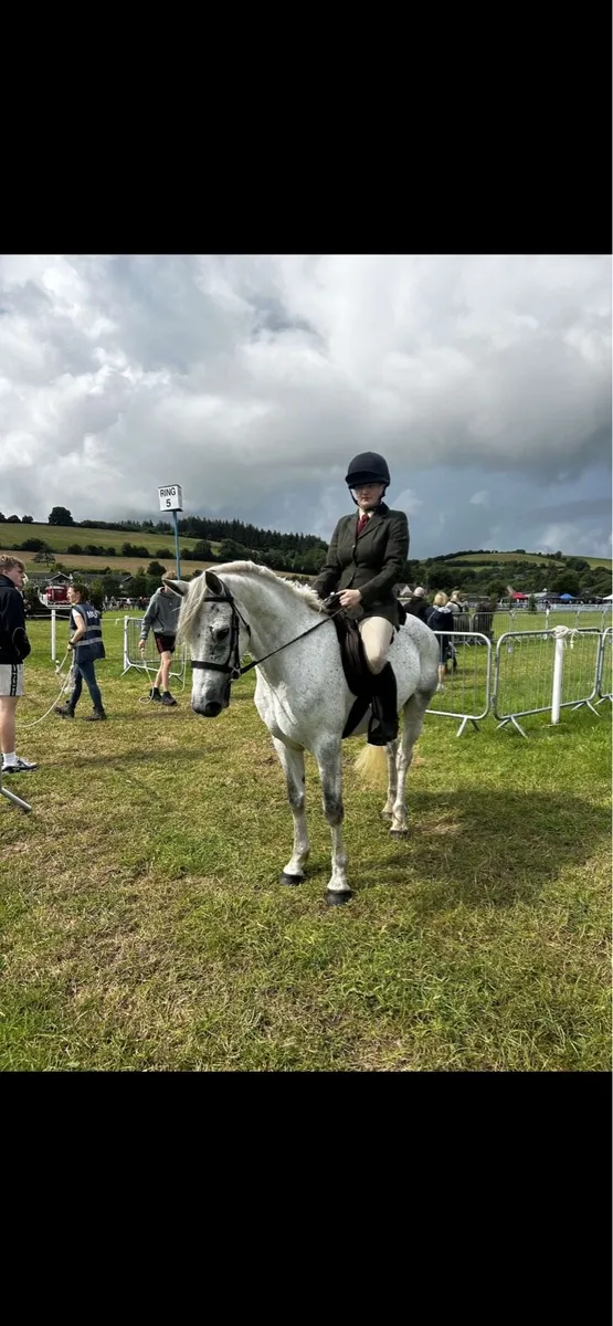 Smashing Connemara gelding - Image 2