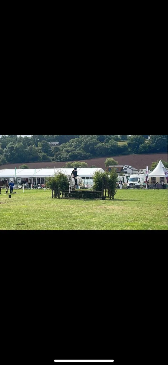 Smashing Connemara gelding - Image 3