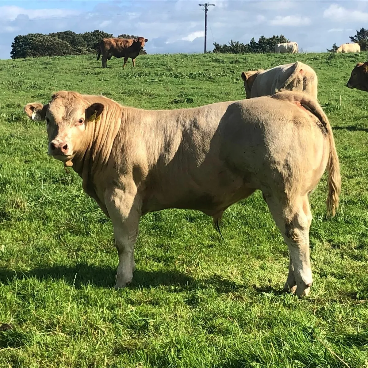 CHAROLAIS SALE FRIDAY 5TH SEPTEMBER - Image 2