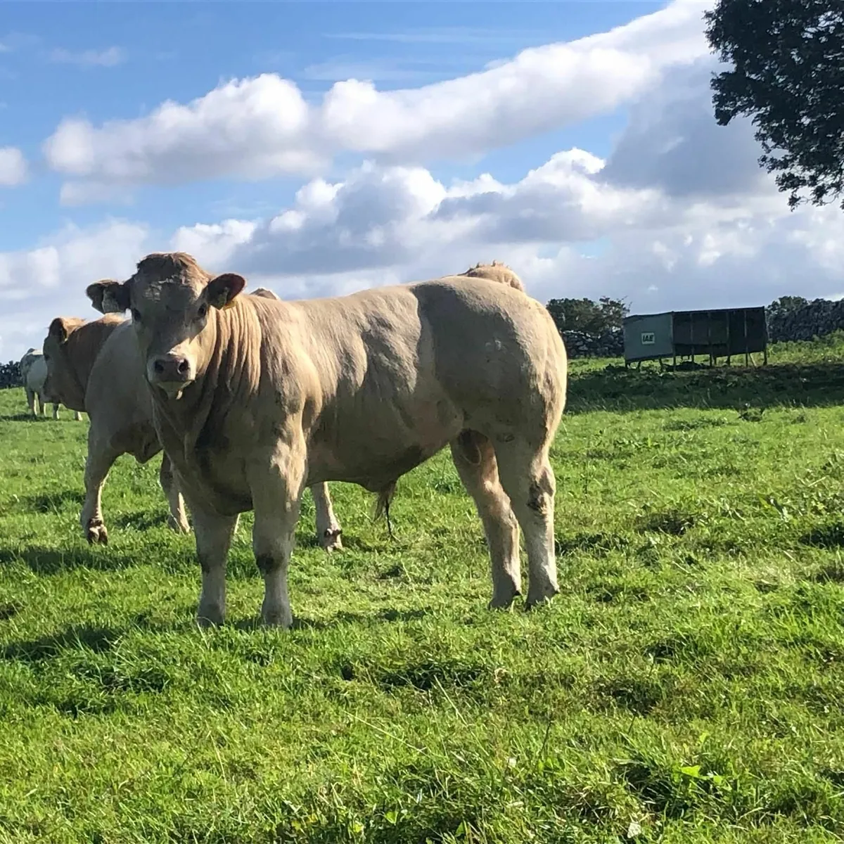 CHAROLAIS SALE FRIDAY 5TH SEPTEMBER - Image 3