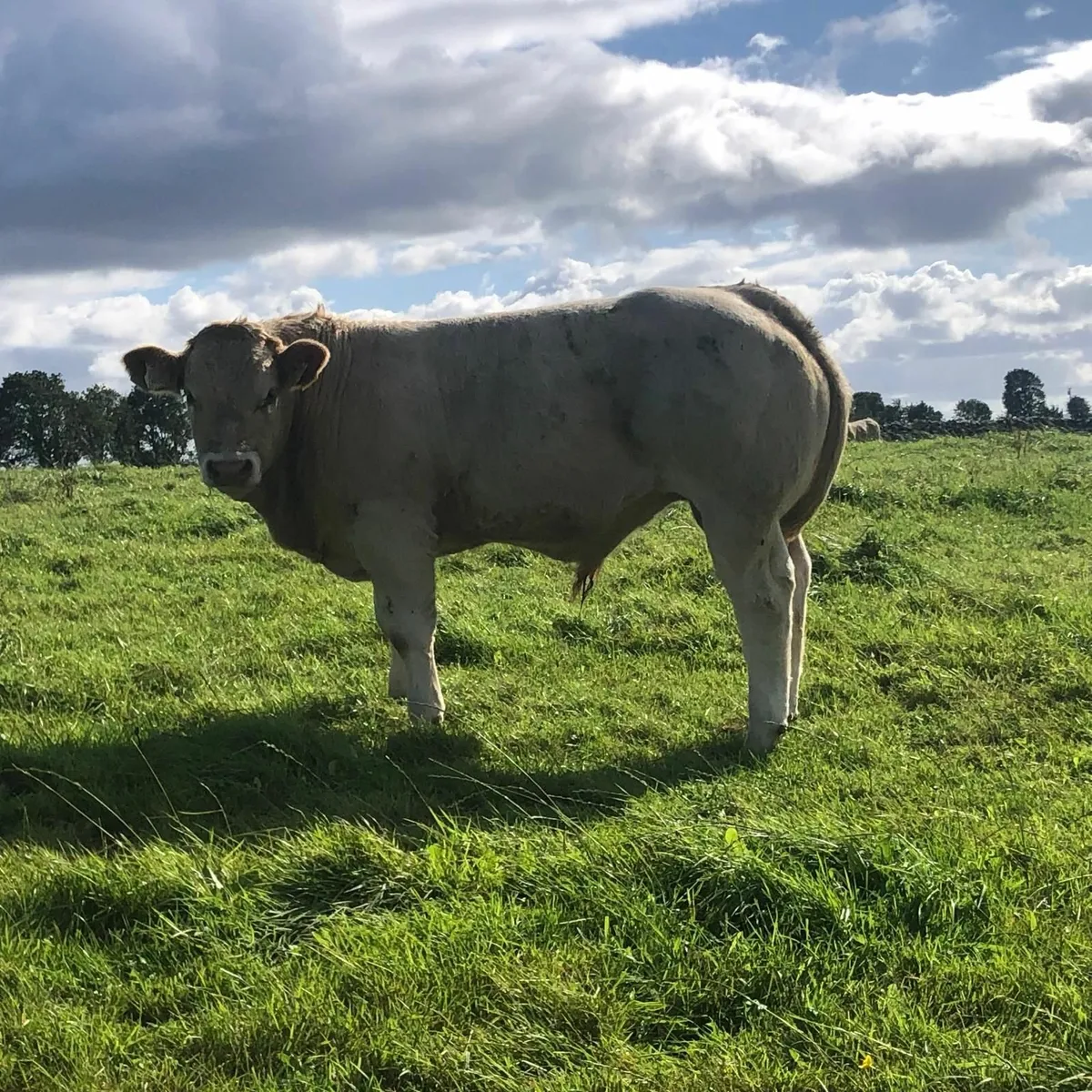 CHAROLAIS SALE FRIDAY 5TH SEPTEMBER - Image 4
