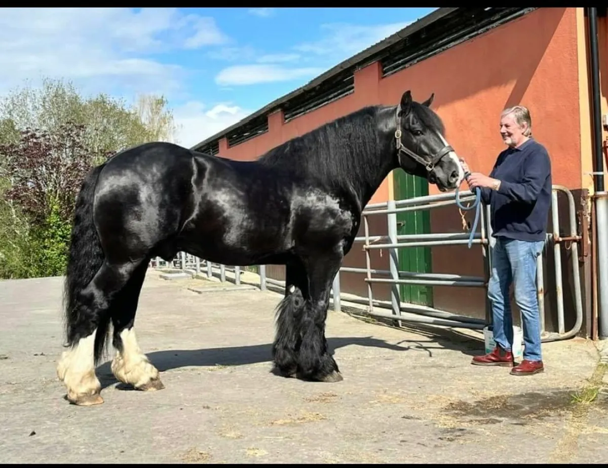 Colt cob foal - Image 1
