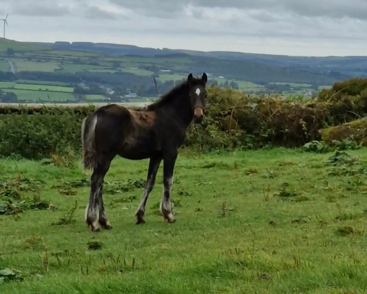 Colt cob foal - Image 2
