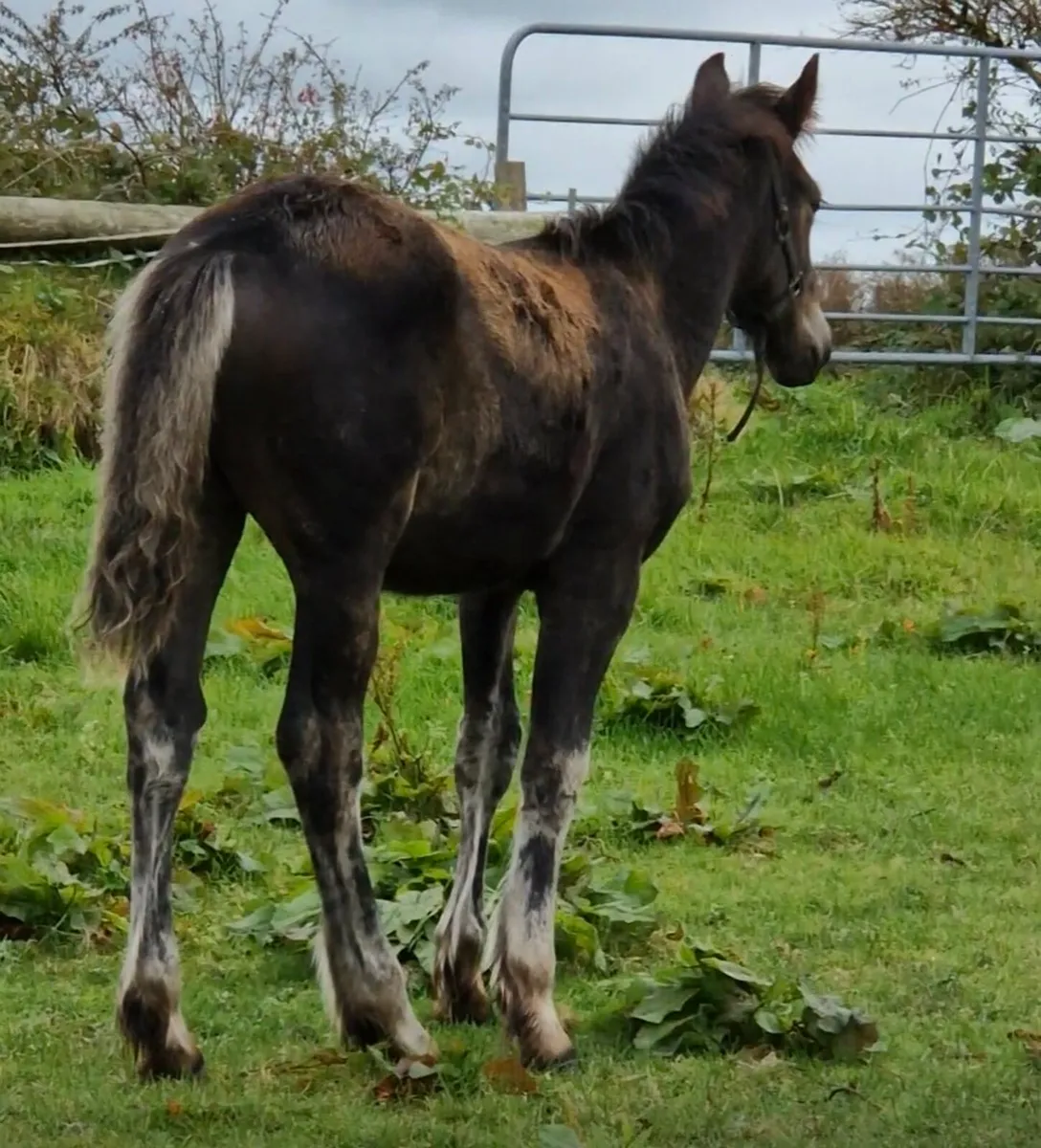 Colt cob foal - Image 3