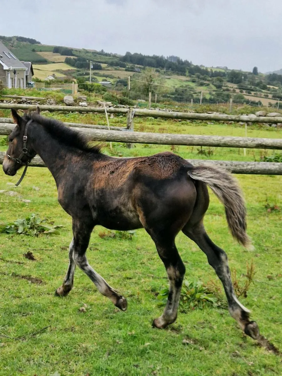 Colt cob foal - Image 4