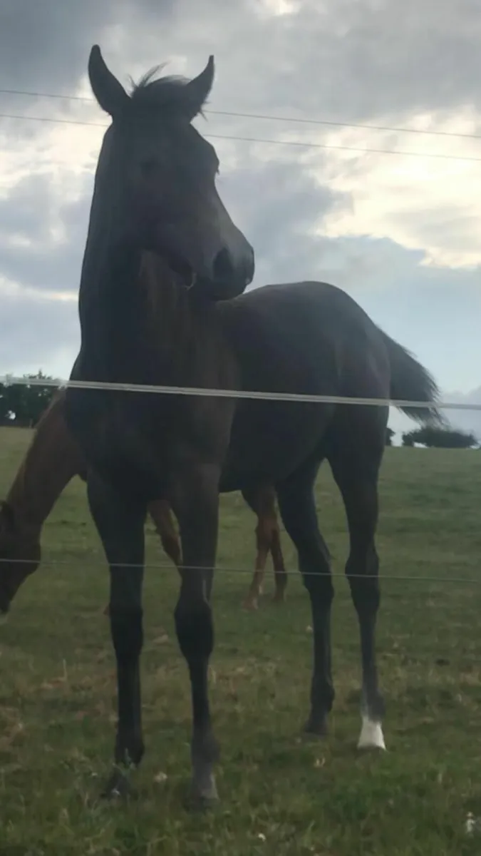 Grey Filly (Button x Flemmingsfirth) - Image 2