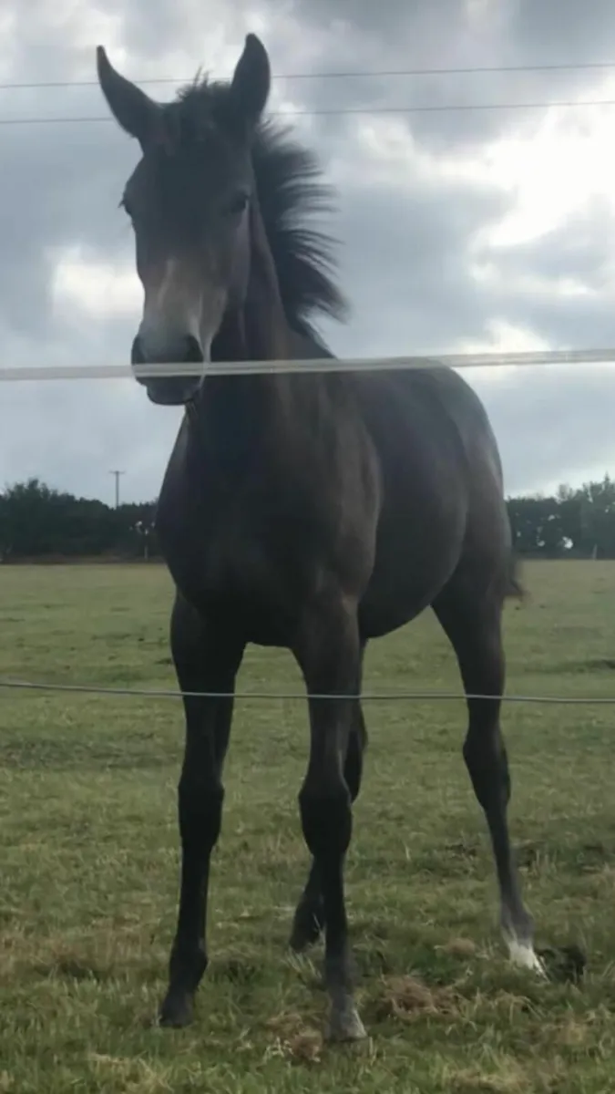 Grey Filly (Button x Flemmingsfirth) - Image 1