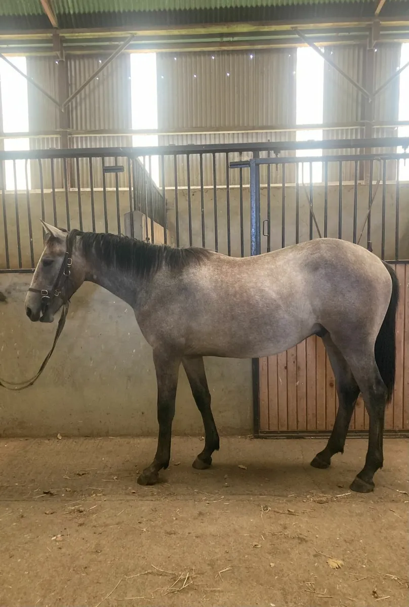 Yearling by Pumkins Pondi - Image 3