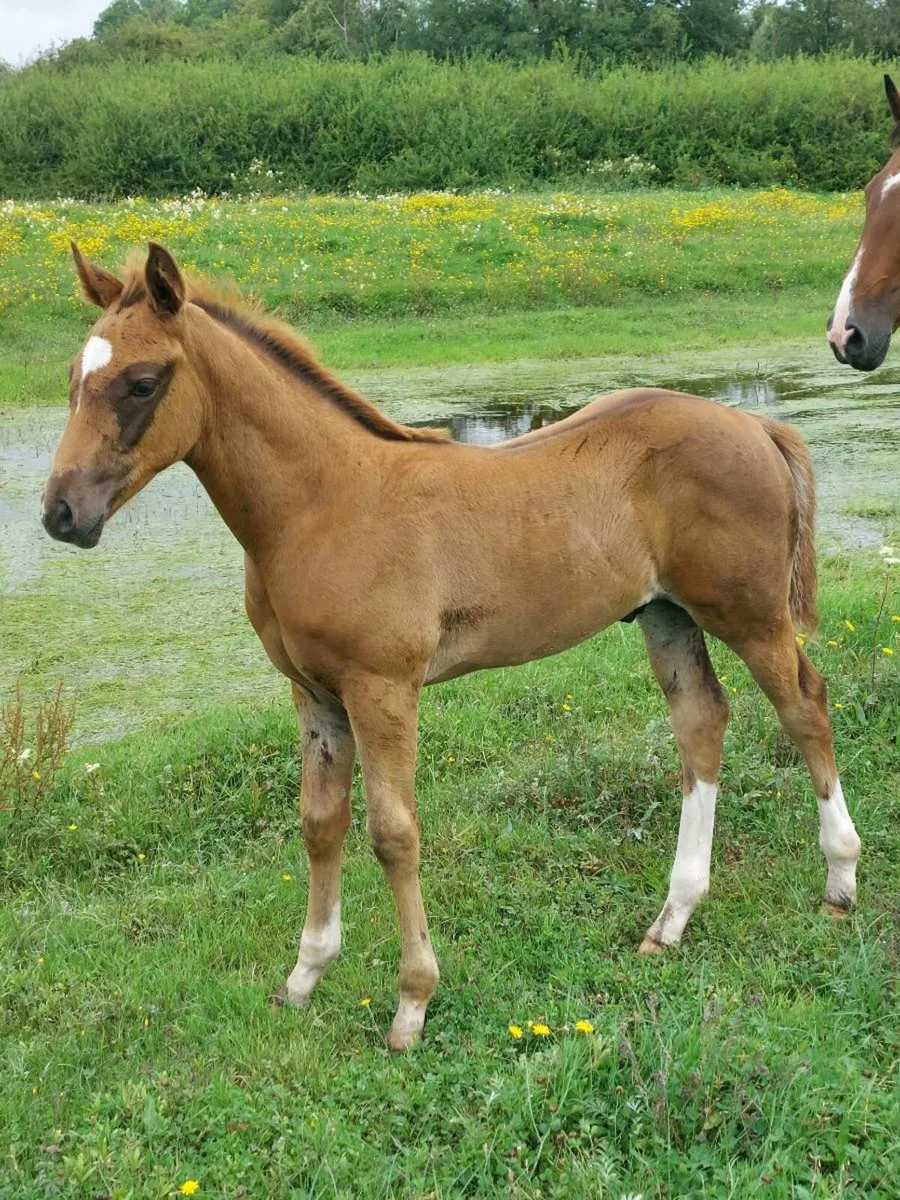 Quality Blood  Colt Foal ( TIH ) - Image 1