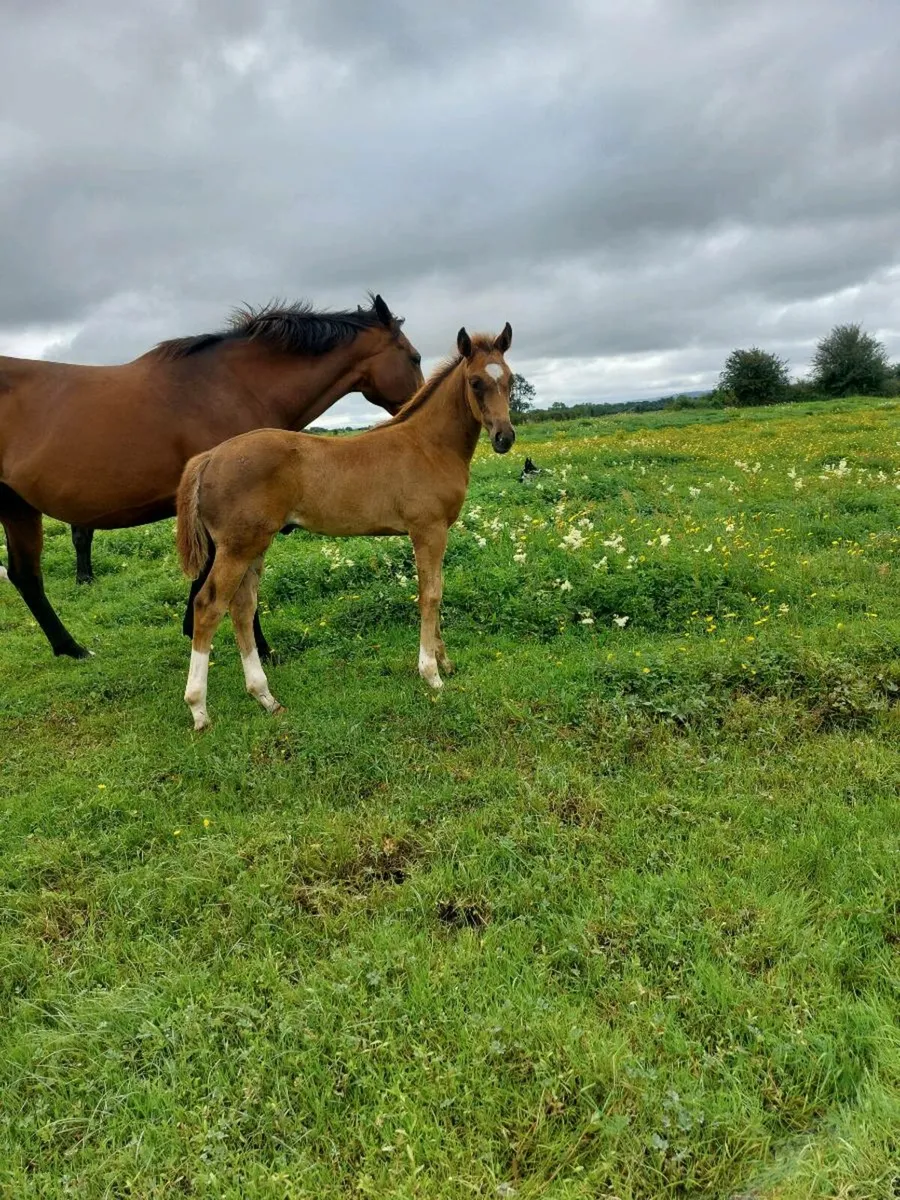 Quality Blood  Colt Foal ( TIH ) - Image 2