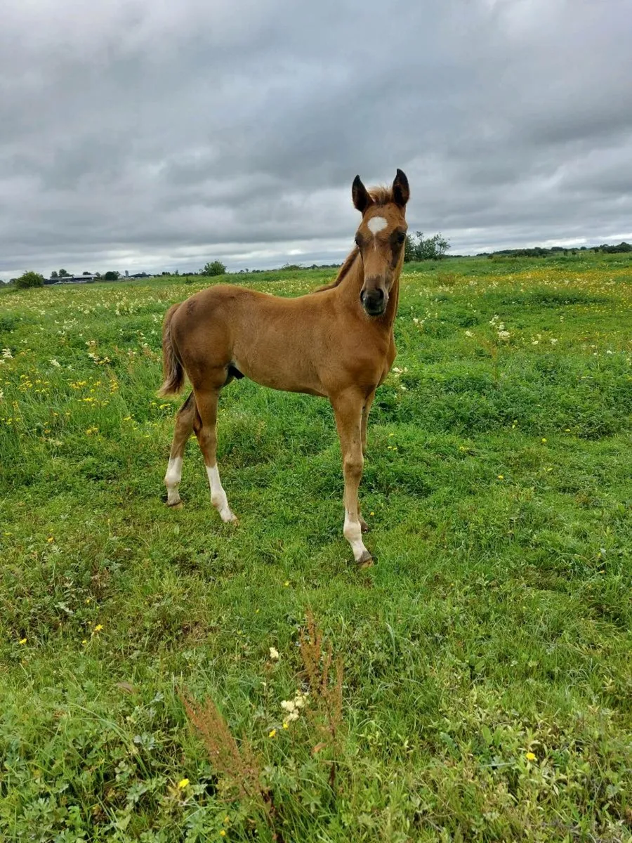 Quality Blood  Colt Foal ( TIH ) - Image 3