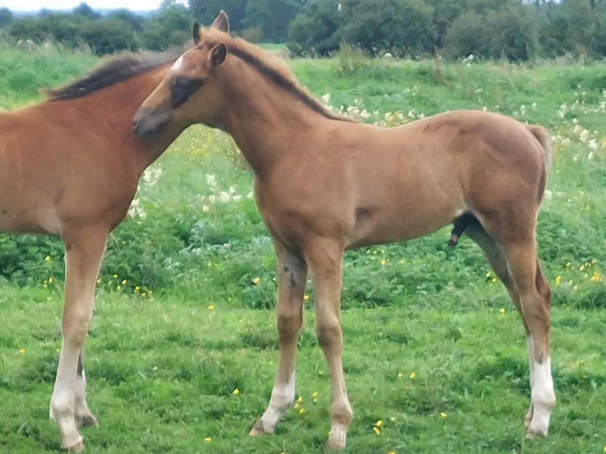 Quality Blood  Colt Foal ( TIH ) - Image 4