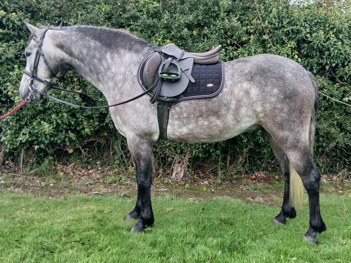 Quality connemara Gelding - Image 1