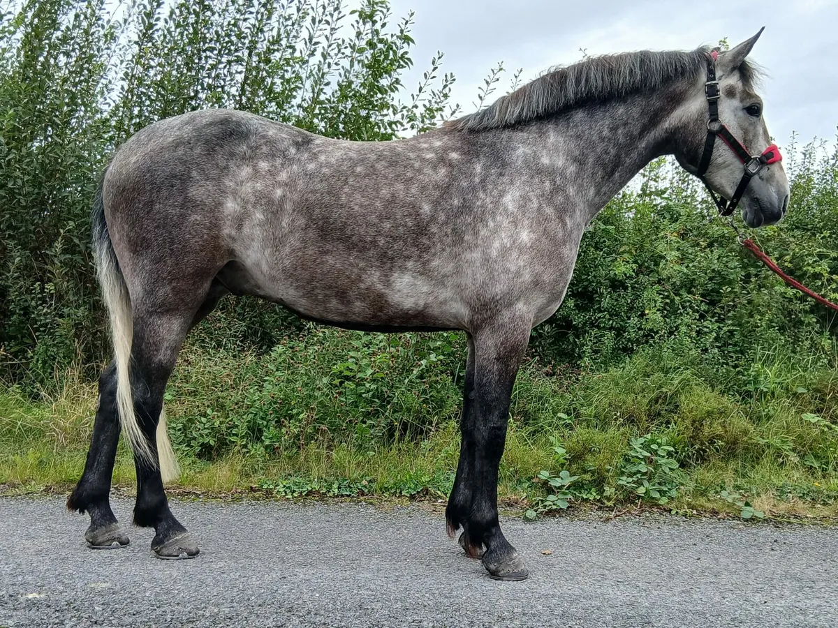 Quality connemara Gelding - Image 2