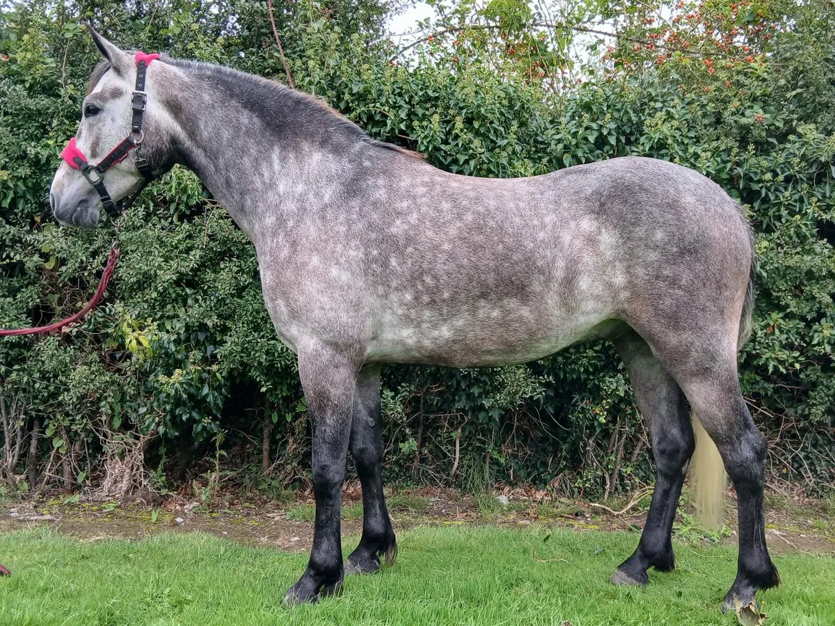 Quality connemara Gelding - Image 3