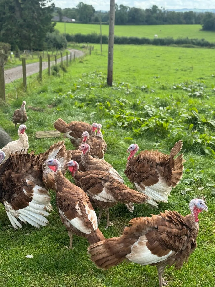 Turkeys - Image 1