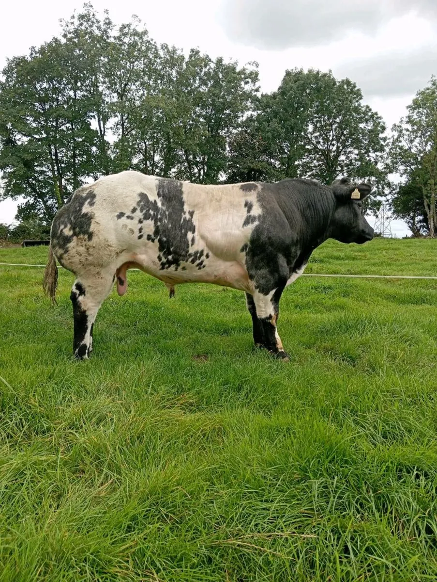 Pedigree Belgium blue bull - Image 1