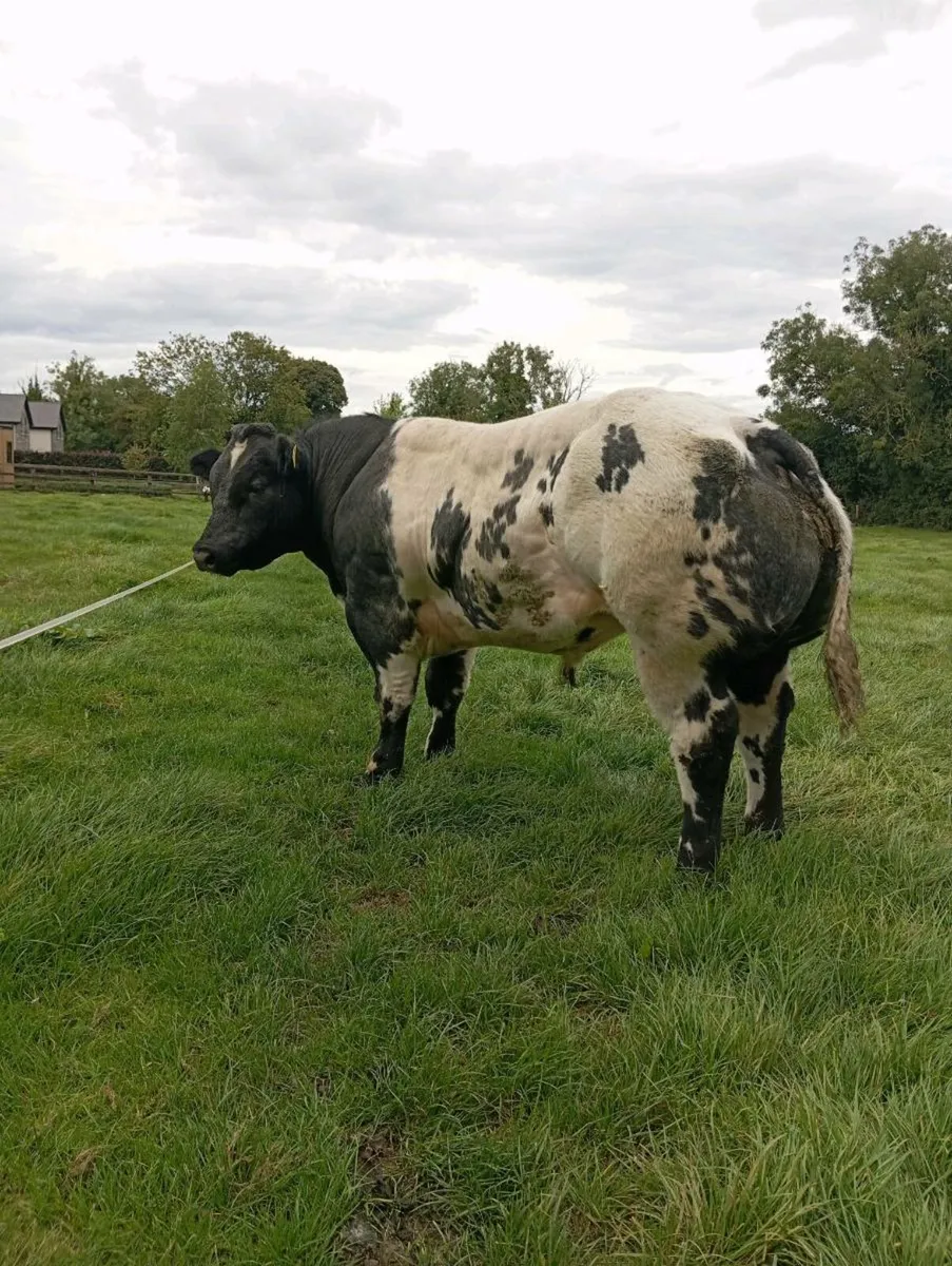 Pedigree Belgium blue bull - Image 2