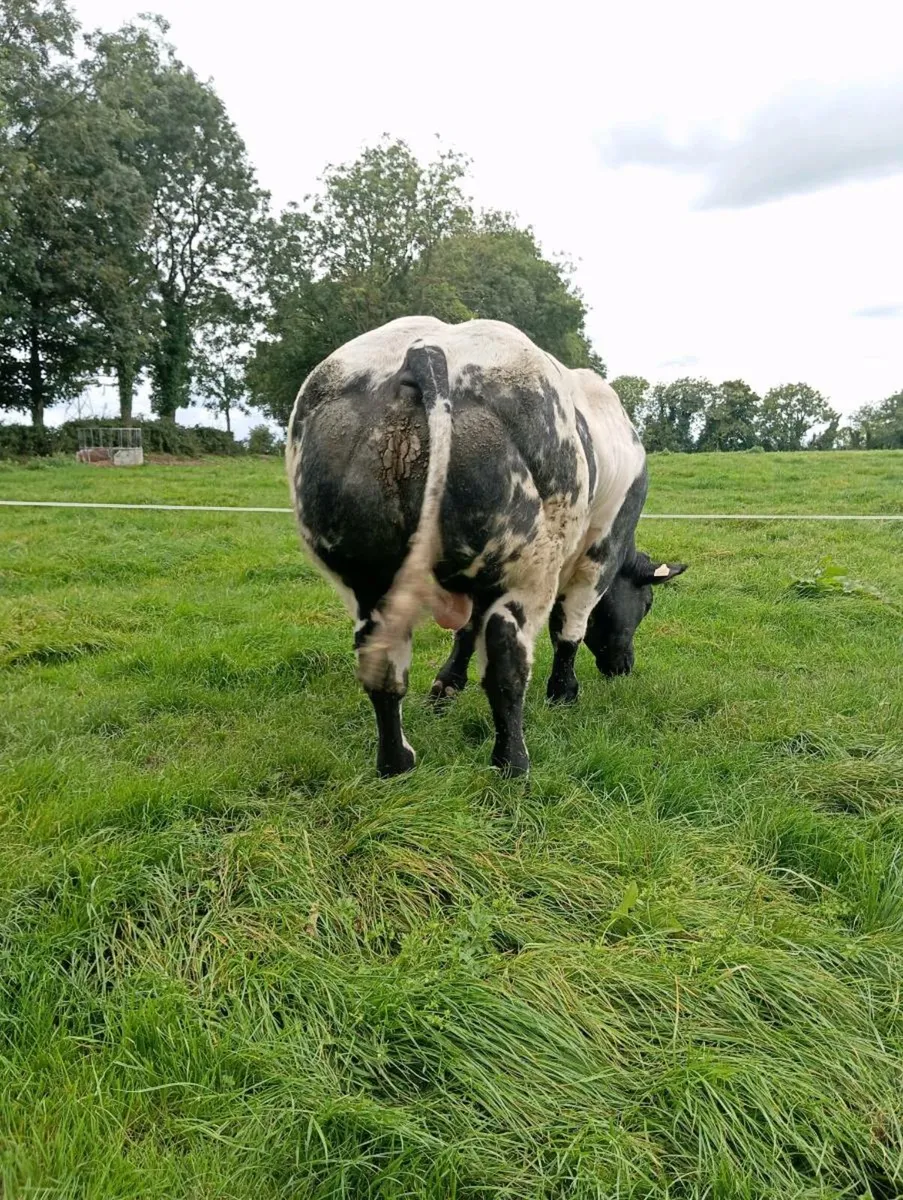 Pedigree Belgium blue bull - Image 3