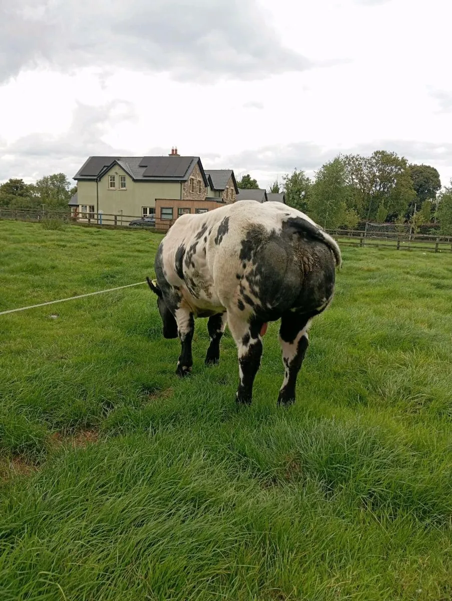 Pedigree Belgium blue bull - Image 4