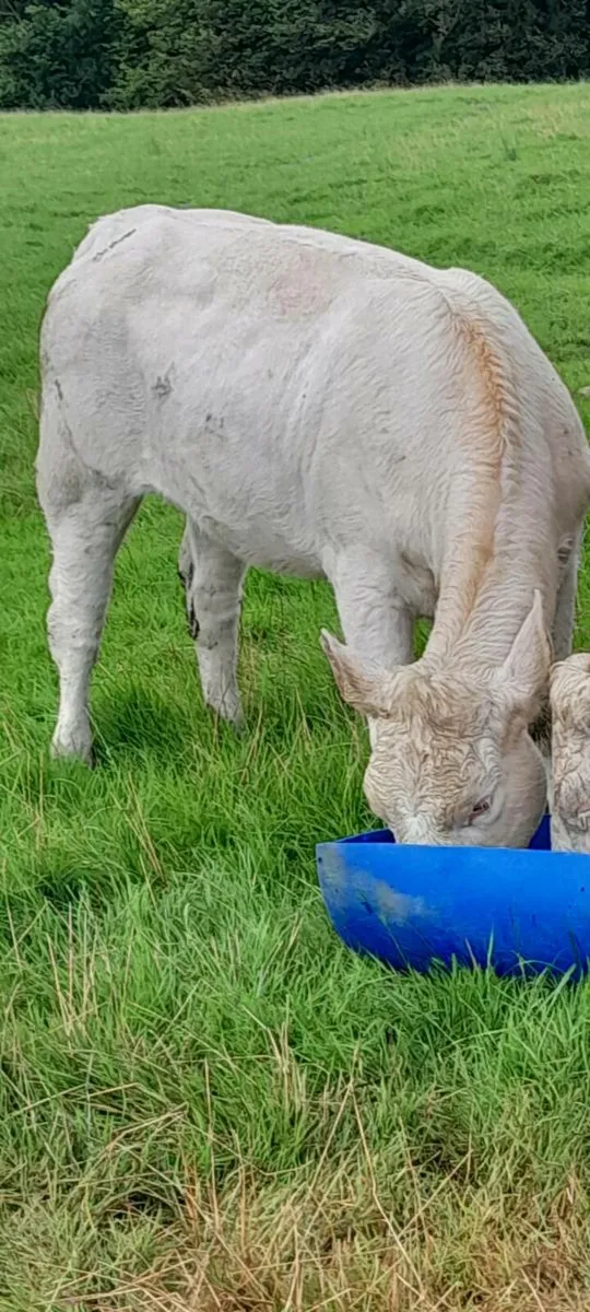 PBR Charolais heiffer - Image 1