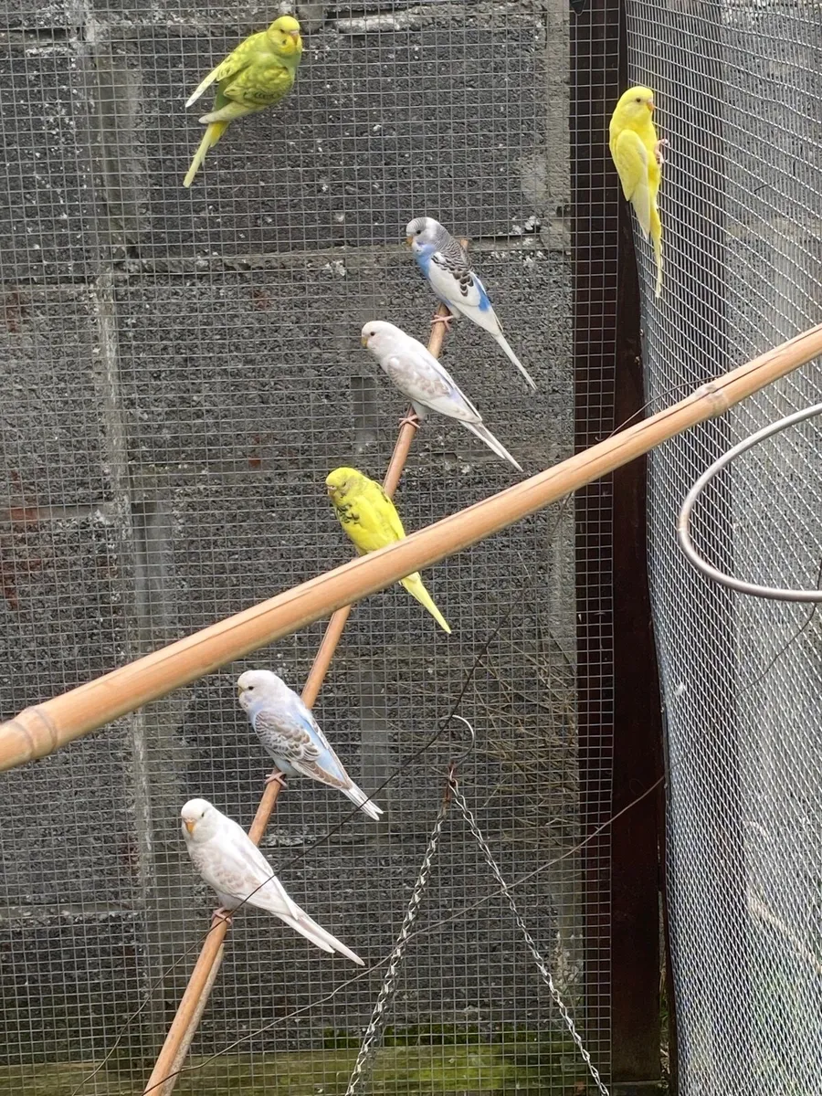 Budgies UPDATE - Image 1
