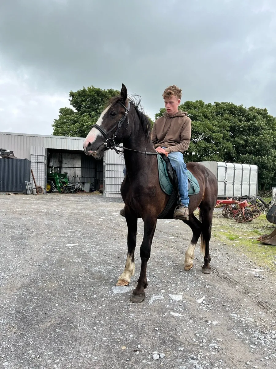 3 year old gelding - Image 1