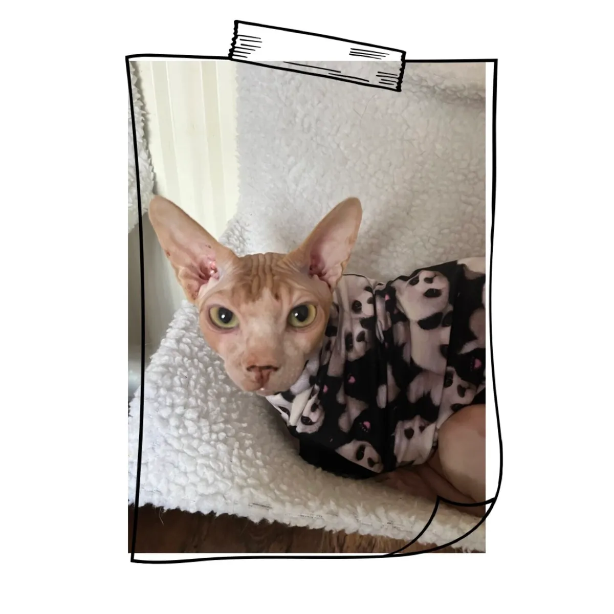 Cats - Image 1