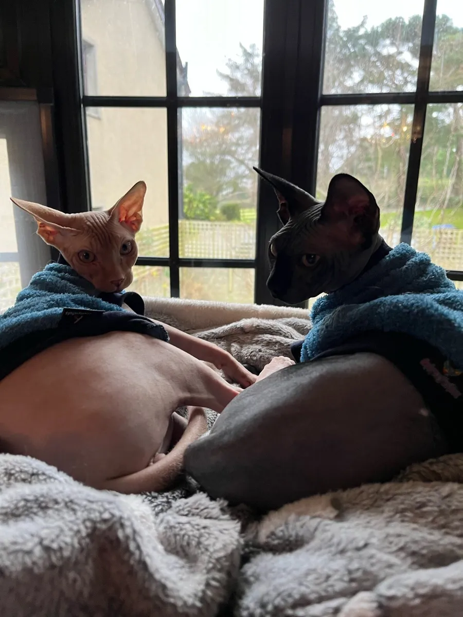 Cats - Image 3