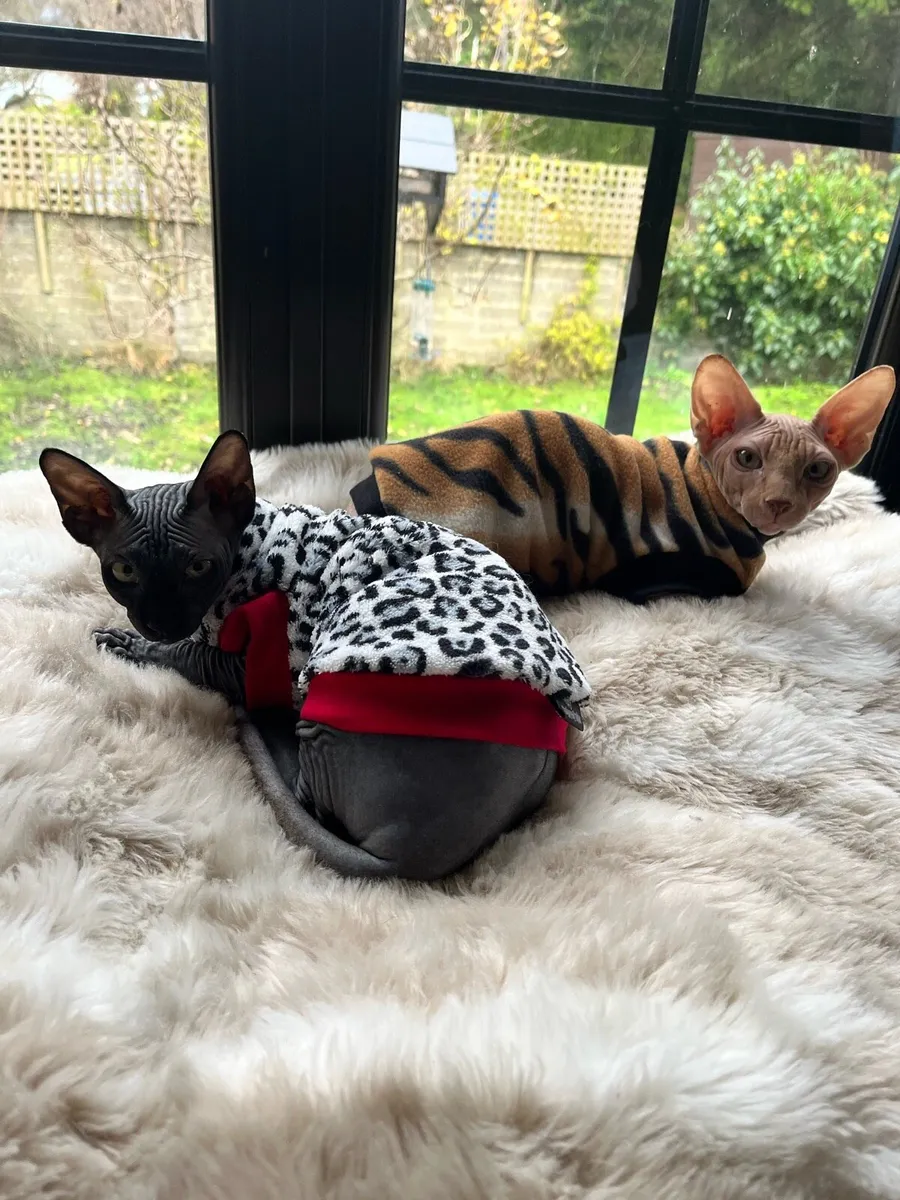 Cats - Image 4